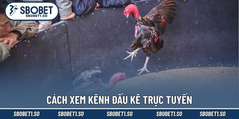 Cách xem kênh đấu kê trực tuyến