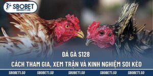 Đá gà S128