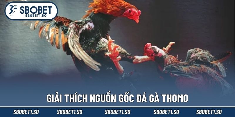 Giải thích nguồn gốc đá gà Thomo