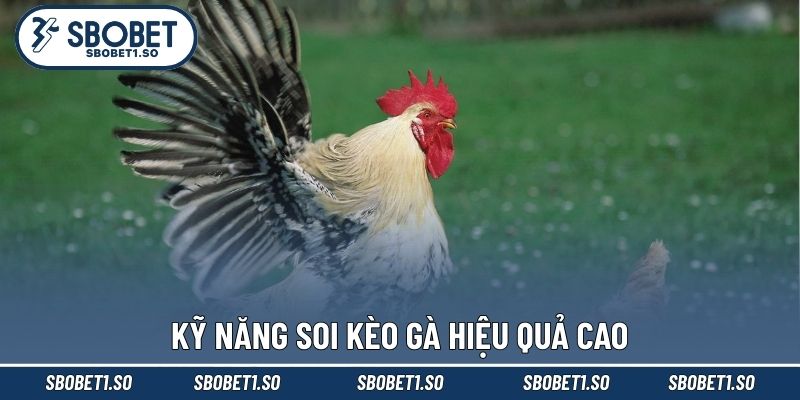 Kỹ năng soi kèo gà hiệu quả cao