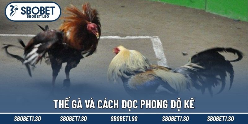 Thế gà và cách đọc phong độ kê