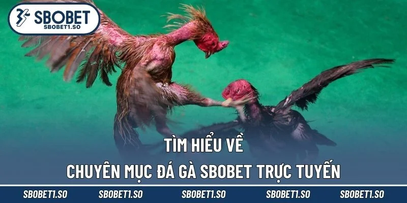 Tìm hiểu về chuyên mục đá gà Sbobet trực tuyến