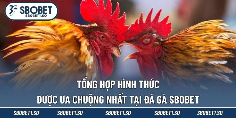 Tổng hợp hình thức được ưa chuộng nhất tại đá gà Sbobet