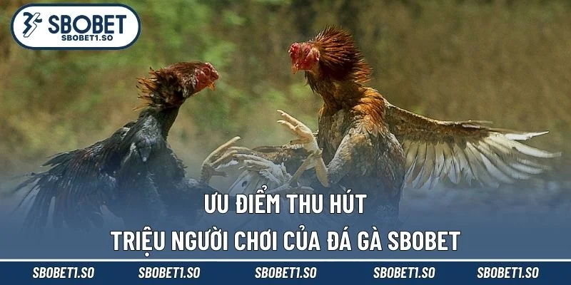 Ưu điểm thu hút triệu người chơi của đá gà Sbobet